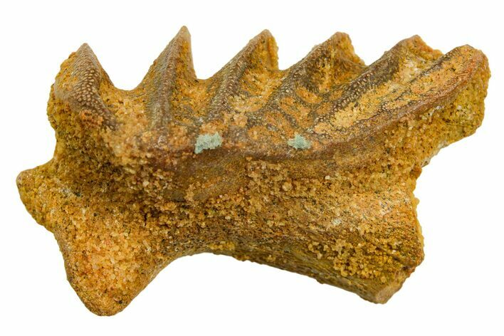 Cretaceous Lungfish (Ceratodus) Tooth Plate - Morocco #366745